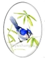 Cabochon 18x25mm vogels