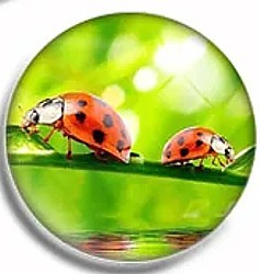 Cabochon 25mm rond lieveheersbeestjes