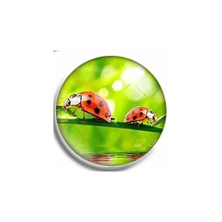 Cabochon 25mm rond lieveheersbeestjes