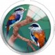 Cabochon 25mm rond vogels