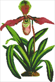 Borduurpakket Paphiopedilum 47x31cm