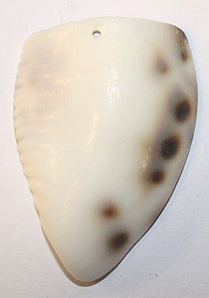 Schelphanger ca.37-45mm per stuk