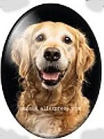 cabochon 30x40mm honden foto's