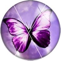 Cabochon 20mm rond vlinders