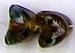 Glaskraal 12mm fantasie transp/bruin 5st.