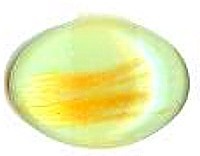 glascabochon18x13mm geel/groen/goudstr.5 stuks